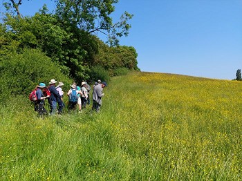Hollybed Meadows